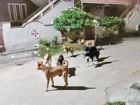 కుక్కల దాడులపై కలెక్టర్లకు నోటీసులు!