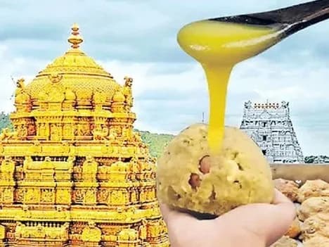 తిరుమల లడ్డూలో నెయ్యి కల్తీకి వారిద్దరే కారణం