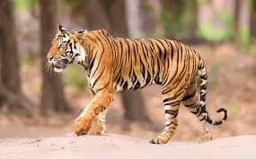 పులి సంచారం భయం భయం.. హైఅలెర్ట్