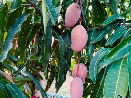 KG మామిడి పండ్లు రూ.2.50 లక్షలు
