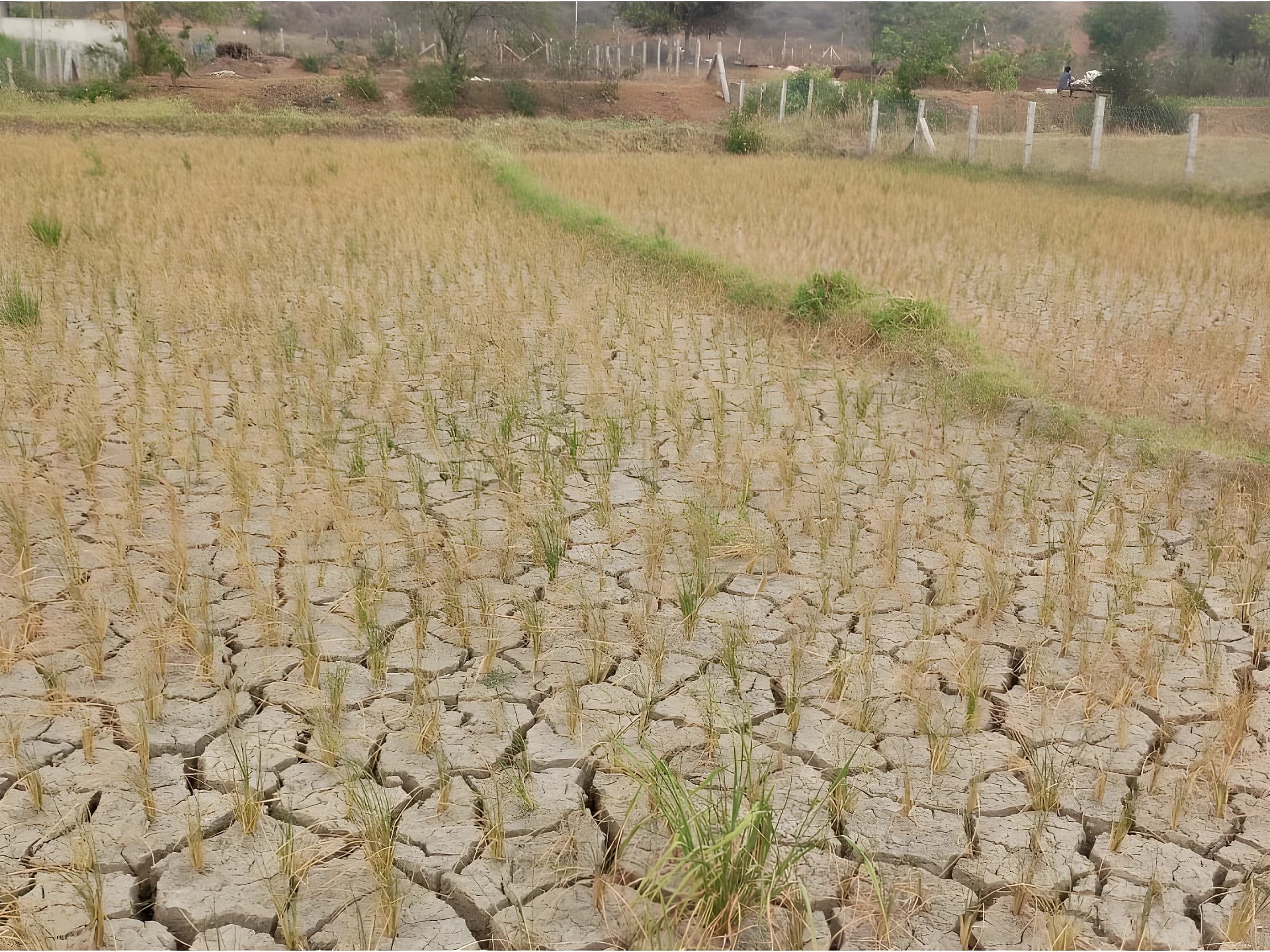 ఎల్నినో ఎఫెక్ట్.. ఎండిపోతున్న పంటలు