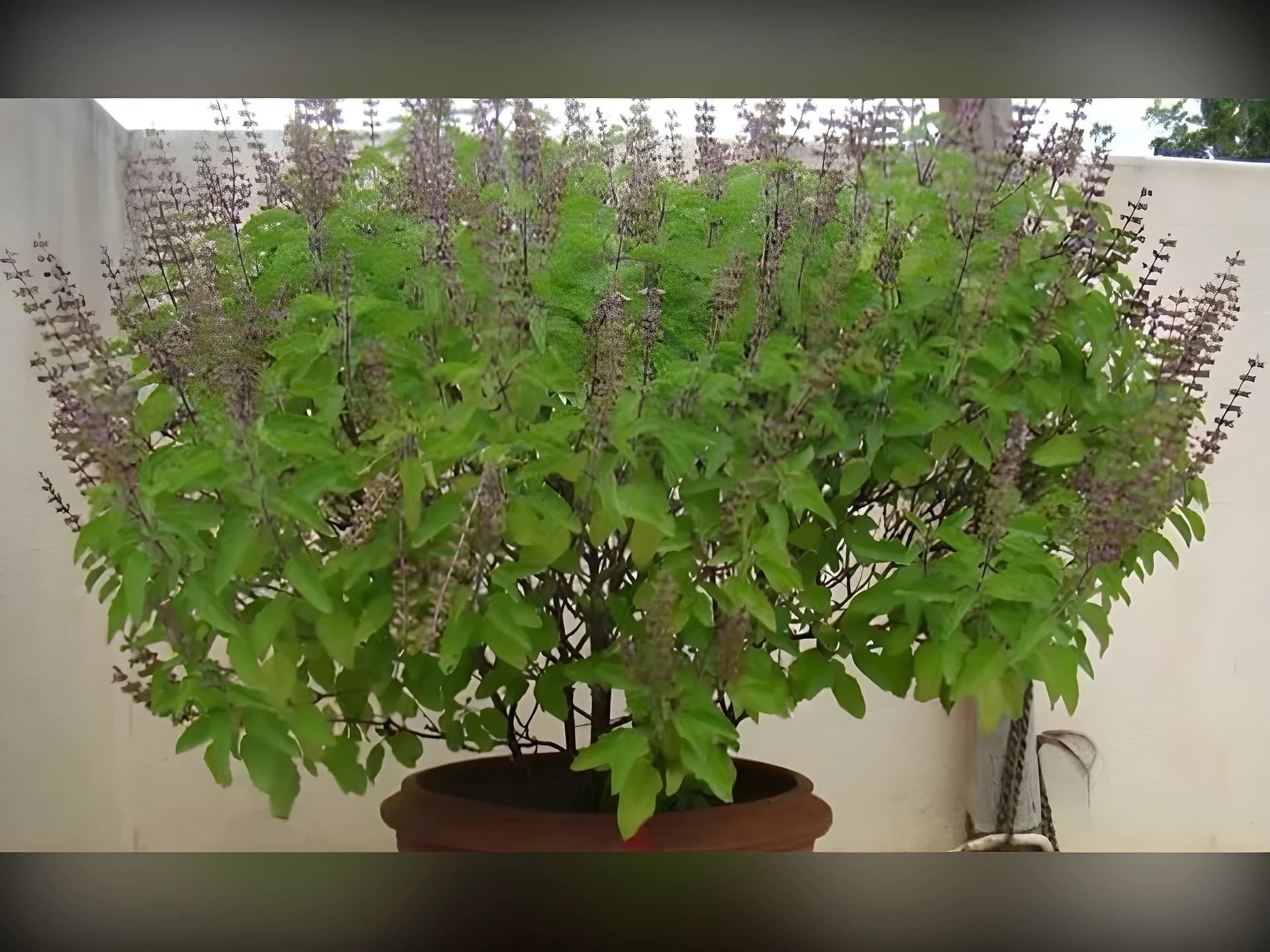 🌿 తులసి.. ఆరోగ్యానికి మేలు!