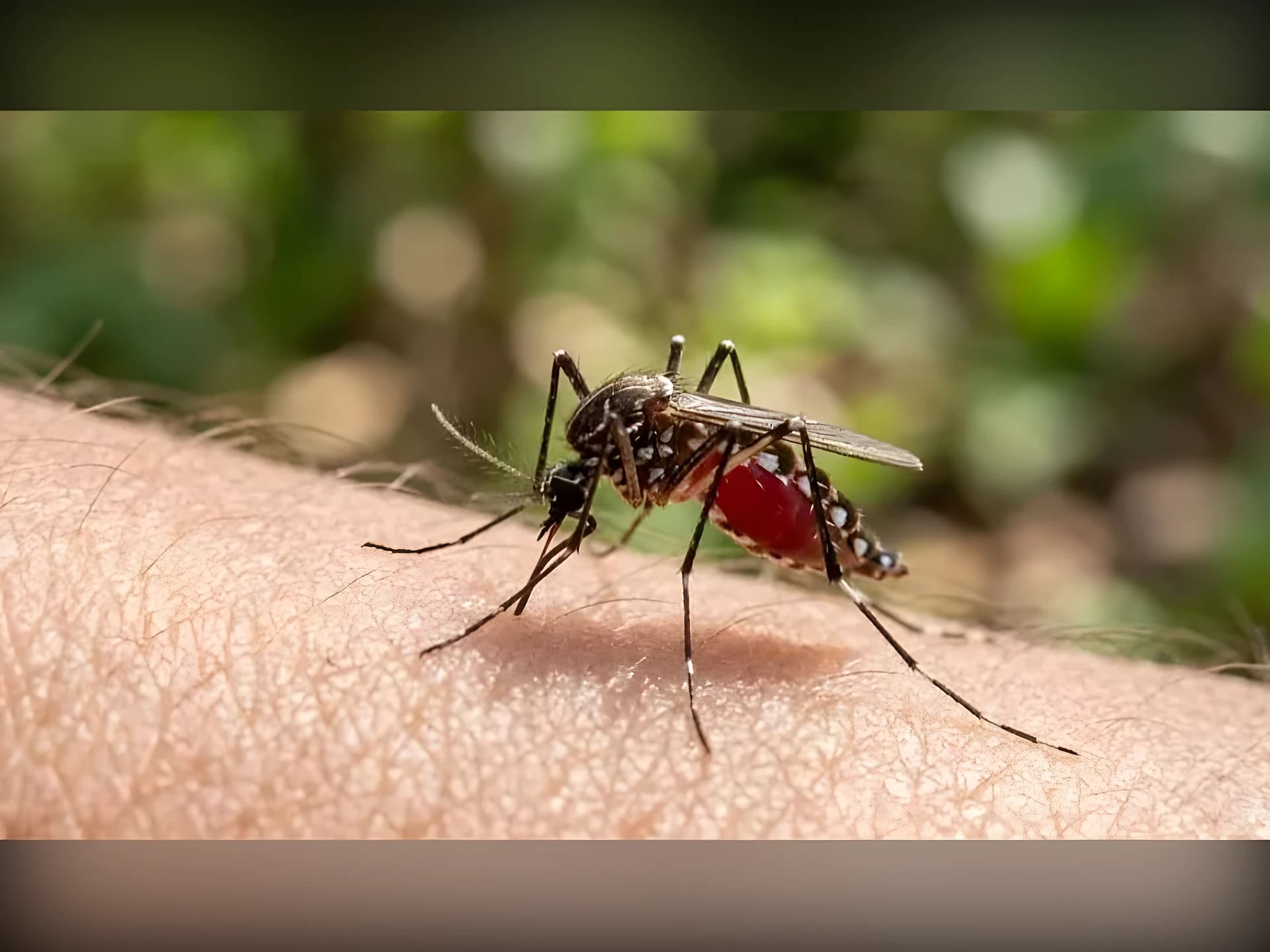 దోమల్లో కూడా వెరైటీలు ఉన్నాయ్.. జాగ్రత్త! 🦟⚠️