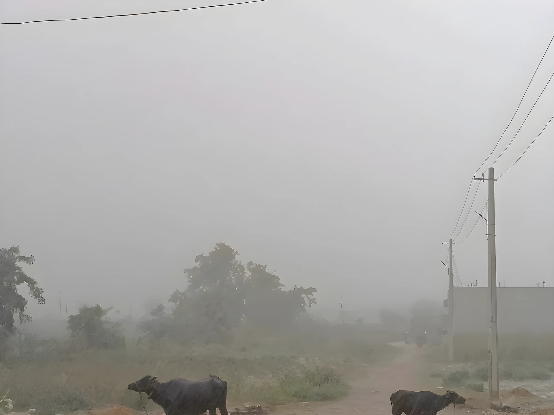 ముత్యాలమ్మ తల్లికి బోనాలు