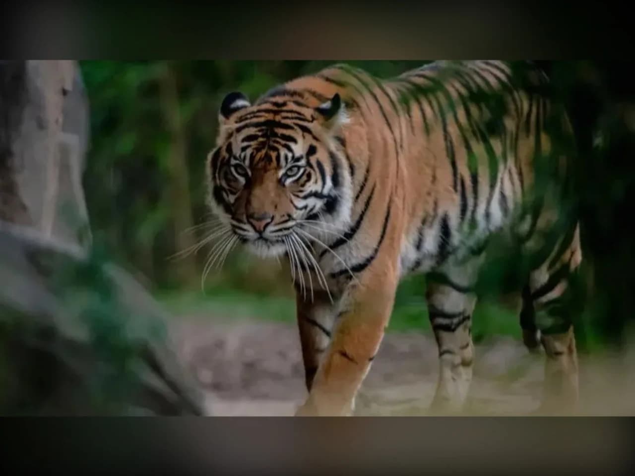 జూలో ‘చైల్డ్ ప్రిడేటర్ టూర్’.. అసలు విషయం ఇదే!