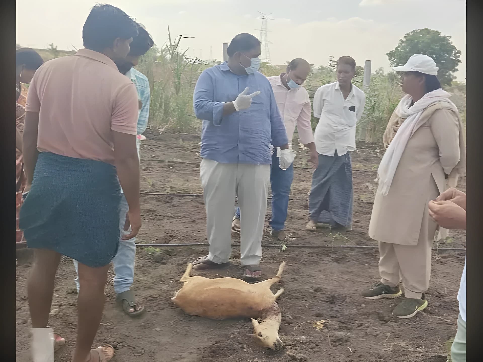 తాటిచెర్లలో చిరుతల దాడి.. 7 జింకలు బలి