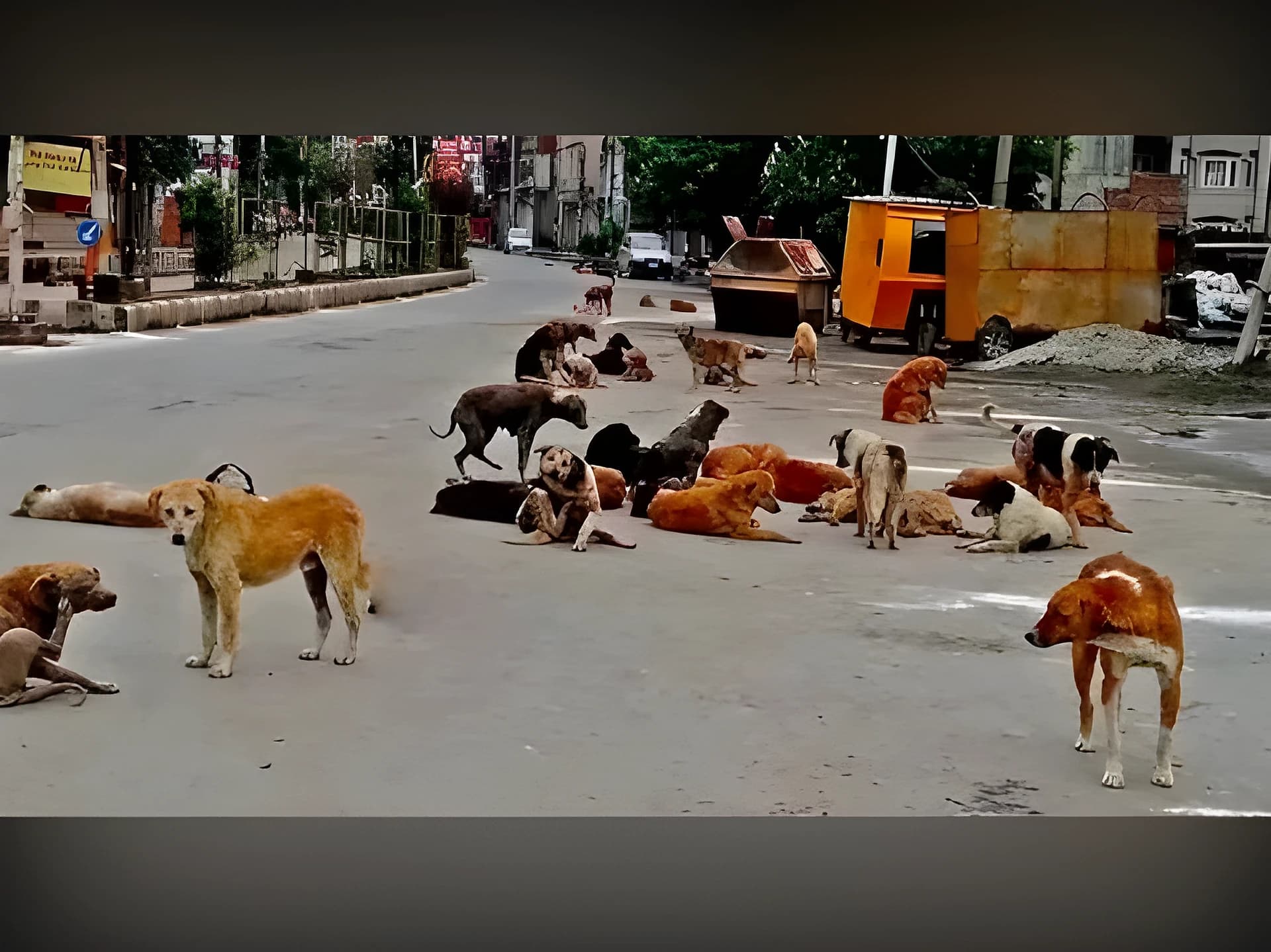 జిల్లాలో వీధి కుక్కల స్వైర విహారం