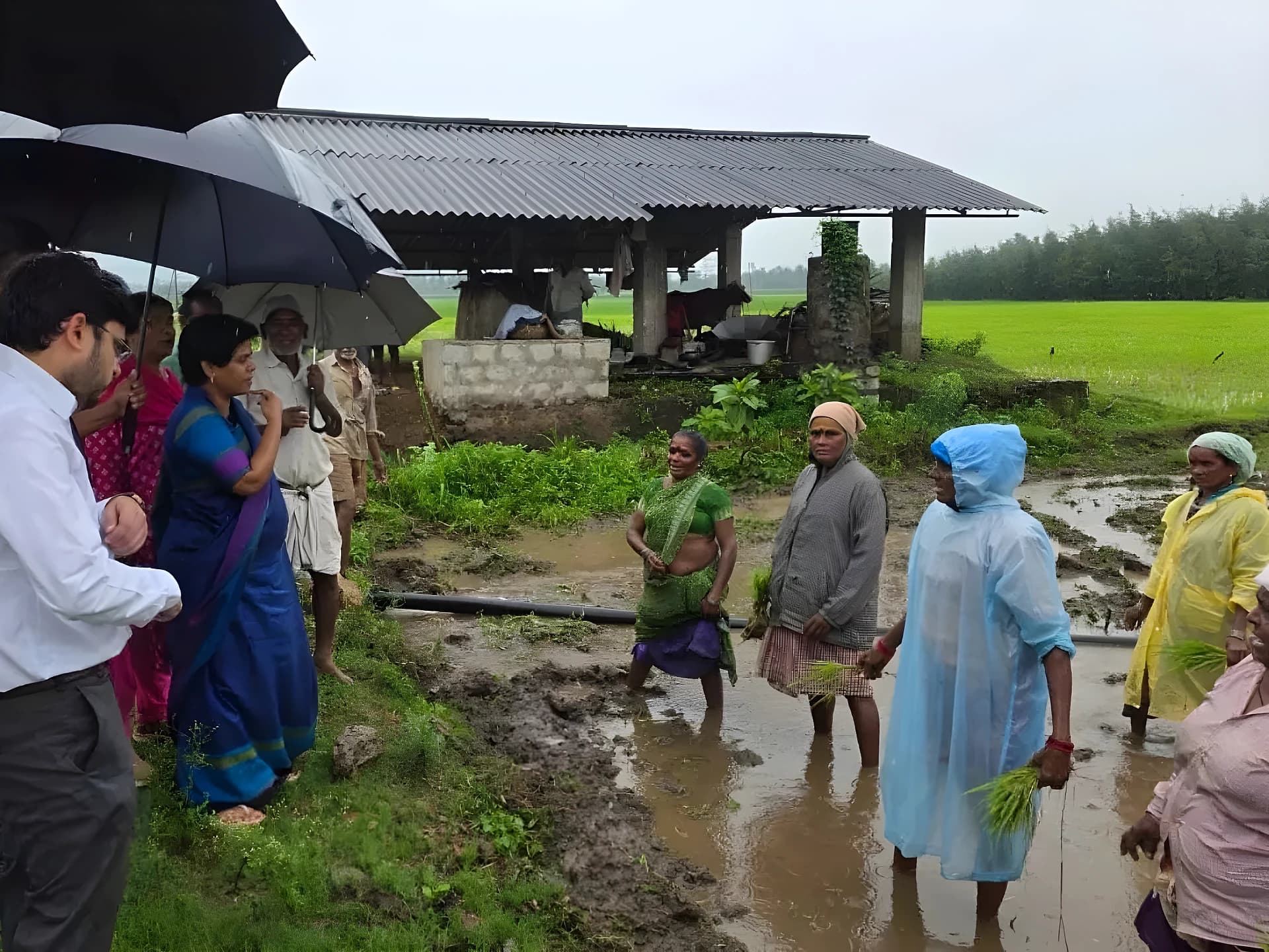 వరి పొలాలను పరిశీలించిన కలెక్టర్