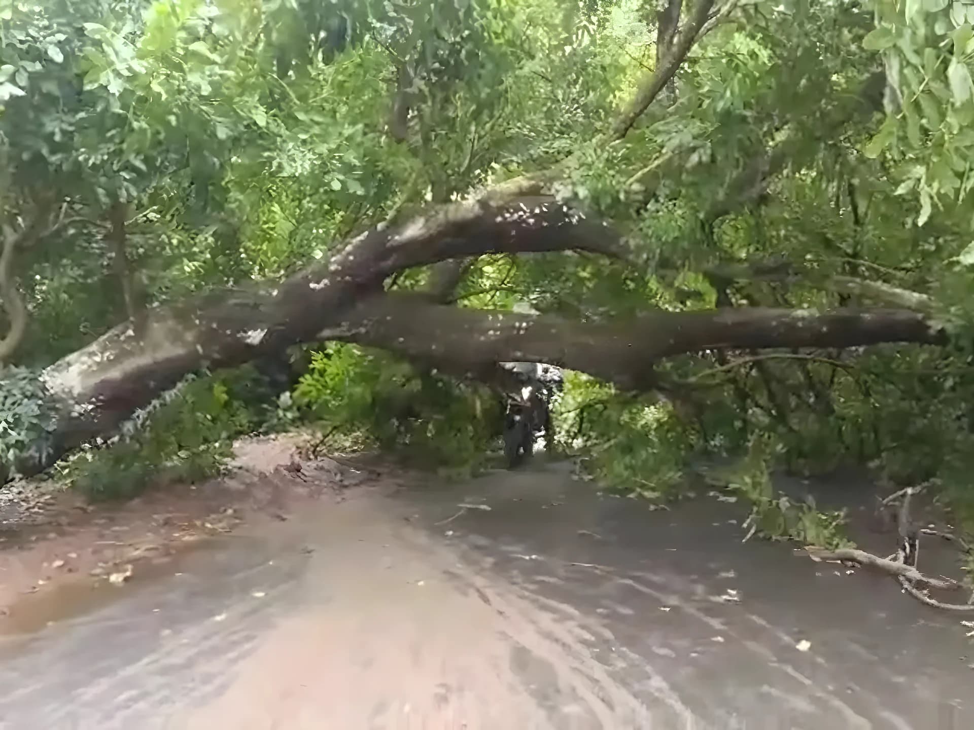 రోడ్డుపై పడిన భారీ చెట్టు