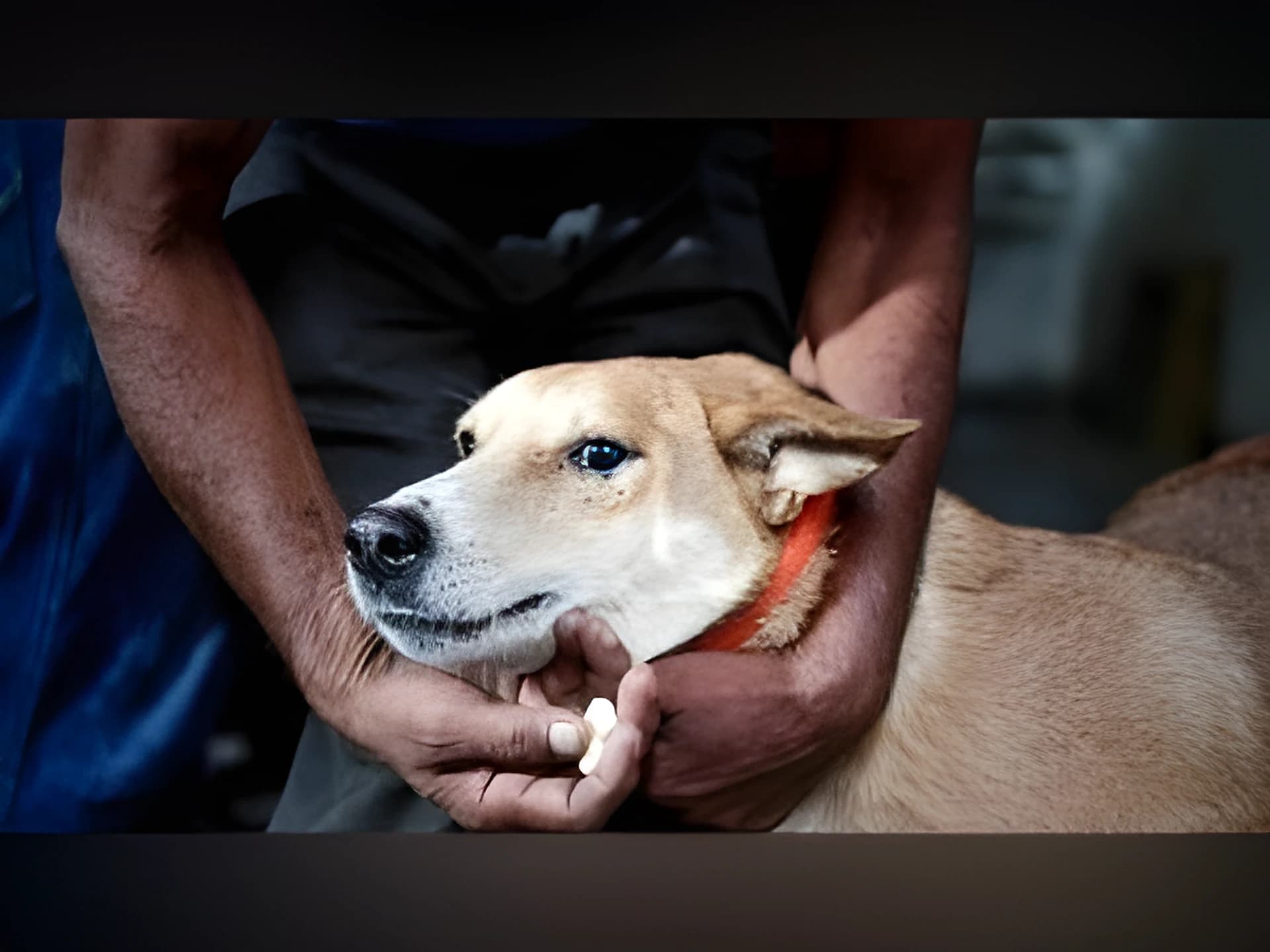ఆ దేశంలో ఇక రేబిస్ భయం లేదు..