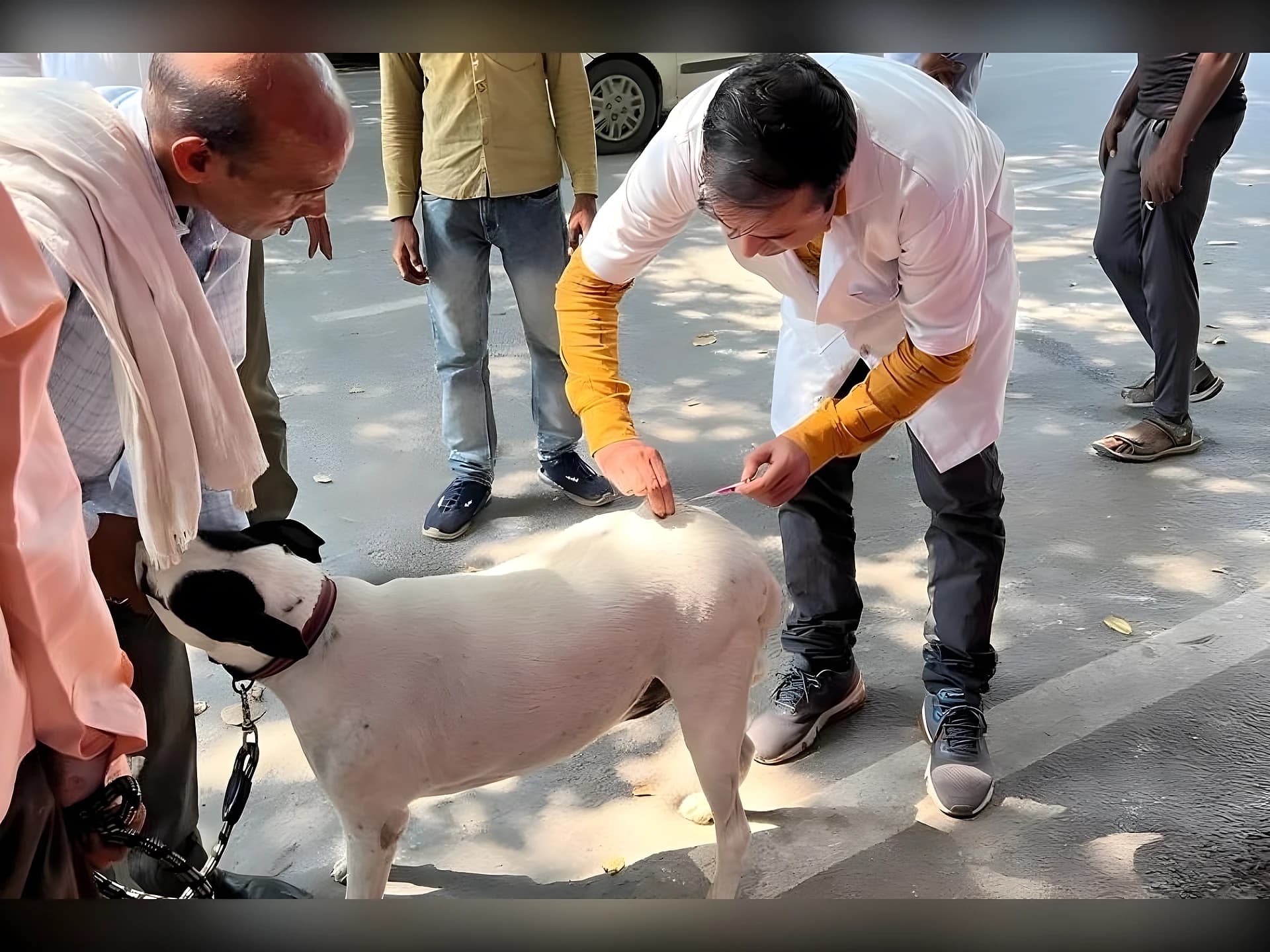 మొదటి రేబిస్ ఫ్రీ కంట్రీ?