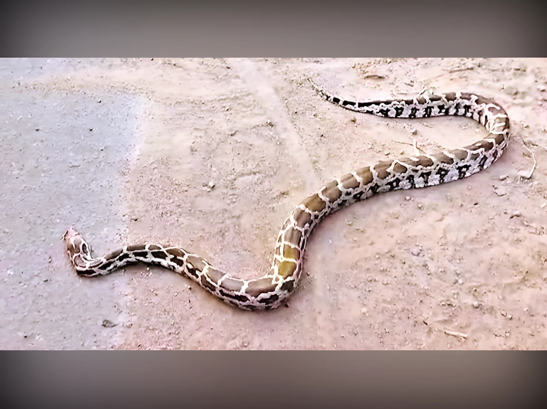 ఇళ్ల మధ్య కొండచిలువ.. పరుగులు తీసిన జనం