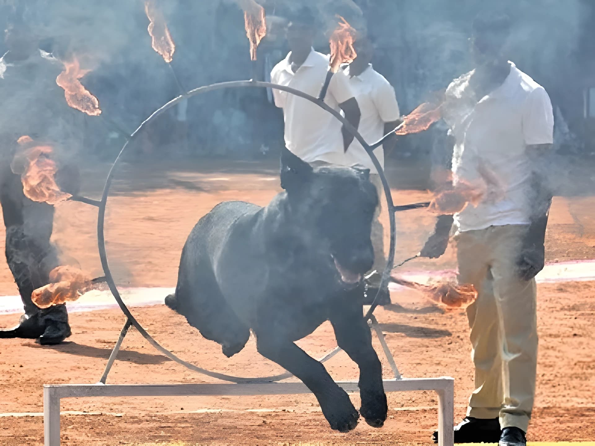 దేశంలోనే తొలిసారి.. SRFలోకి ప్రత్యేక కుక్కలు