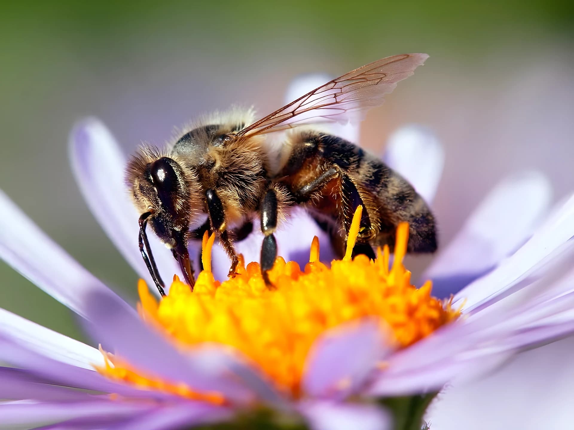 Bees ఎన్ని గంటలు పడుకుంటాయో తెలుసా?