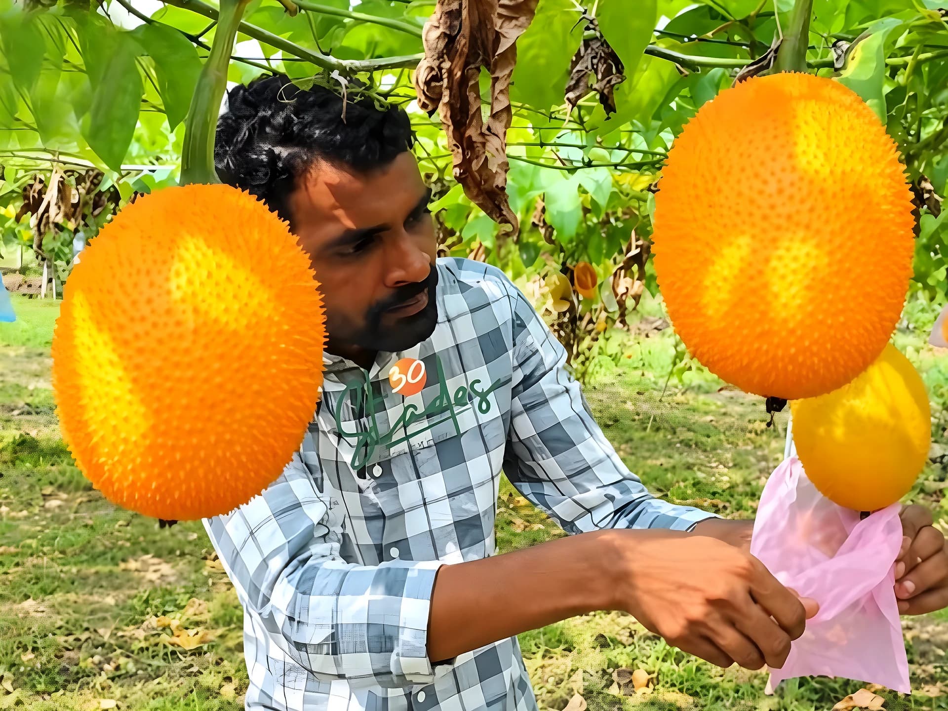 సాఫ్ట్వేర్ జాబ్ వదిలి.. గ్యాక్ పండ్ల సాగుతో లక్షల ఆదాయం!