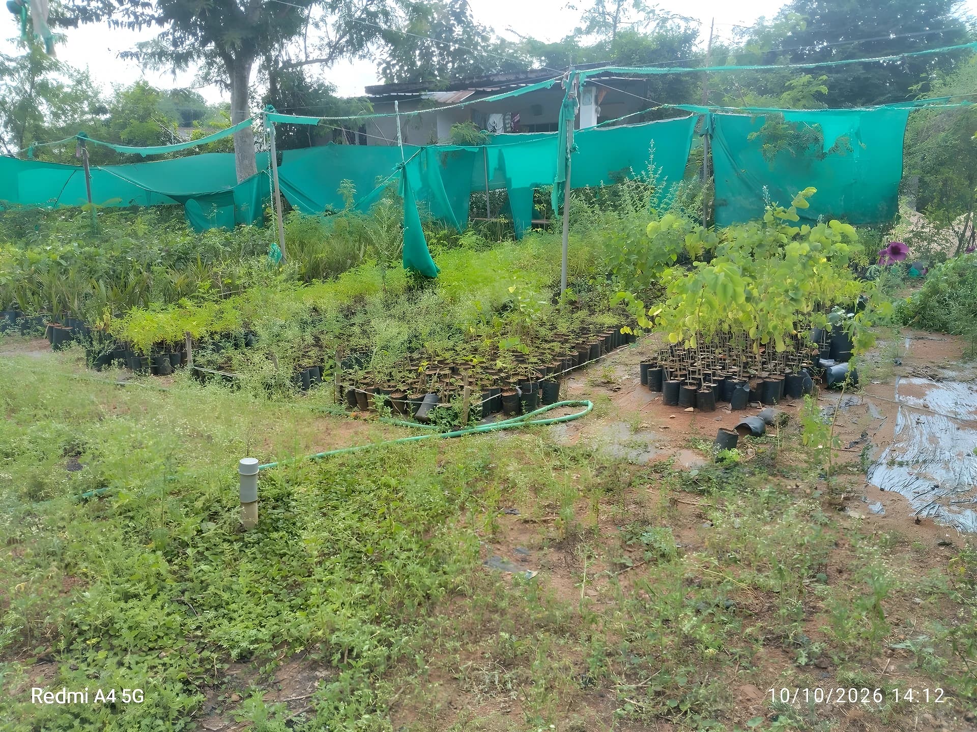 నర్సరీలకే పరిమితమైన పచ్చదనం
