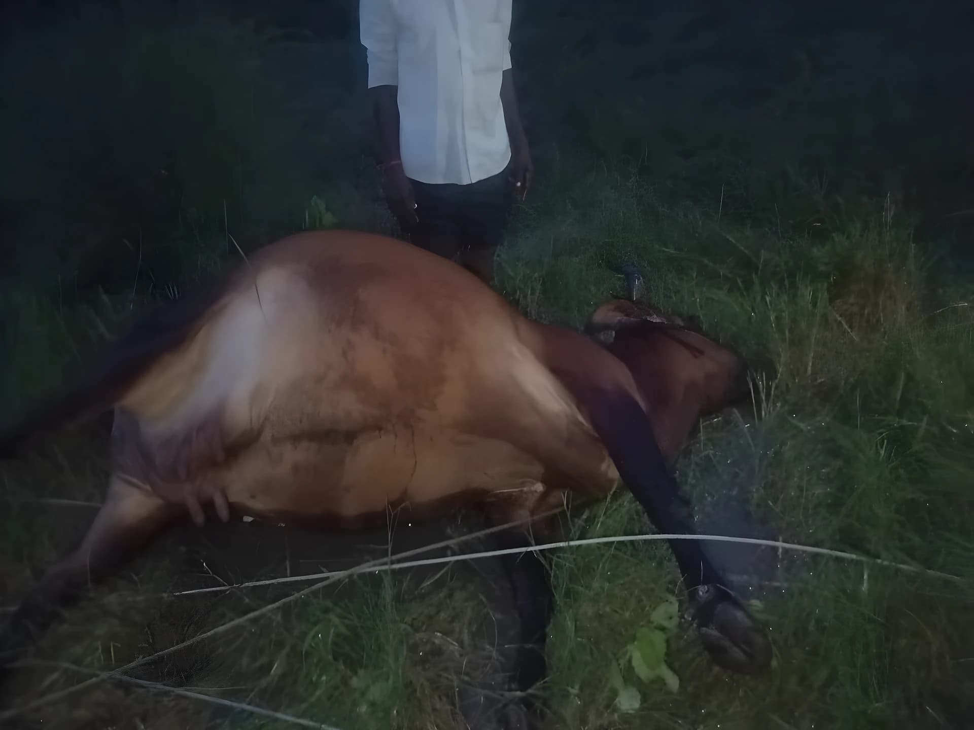విద్యుత్ వైర్లు తెగి పాడి ఆవు బలి!