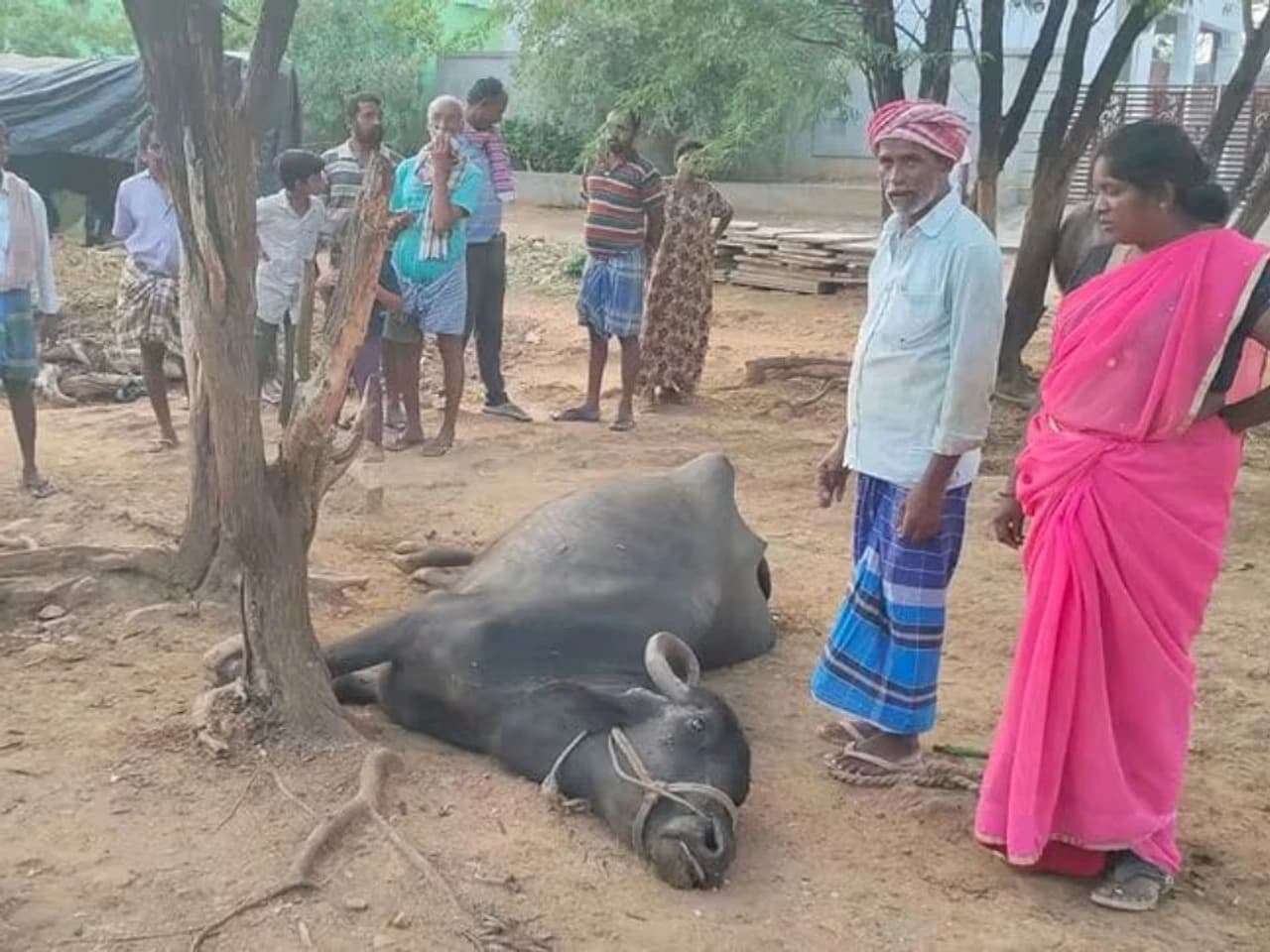 పిడుగు పడి గేదె మృతి