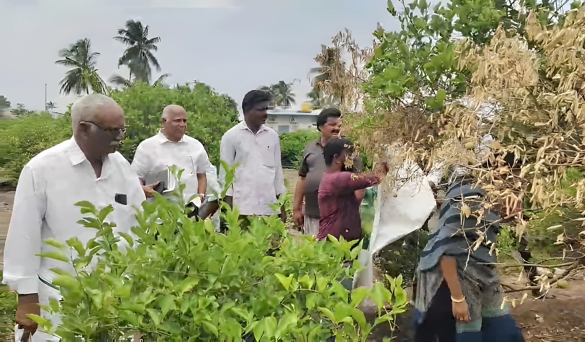 ఎల్నినో.. గుంటూరులో నిమ్మ రైతులకు అవగాహన!