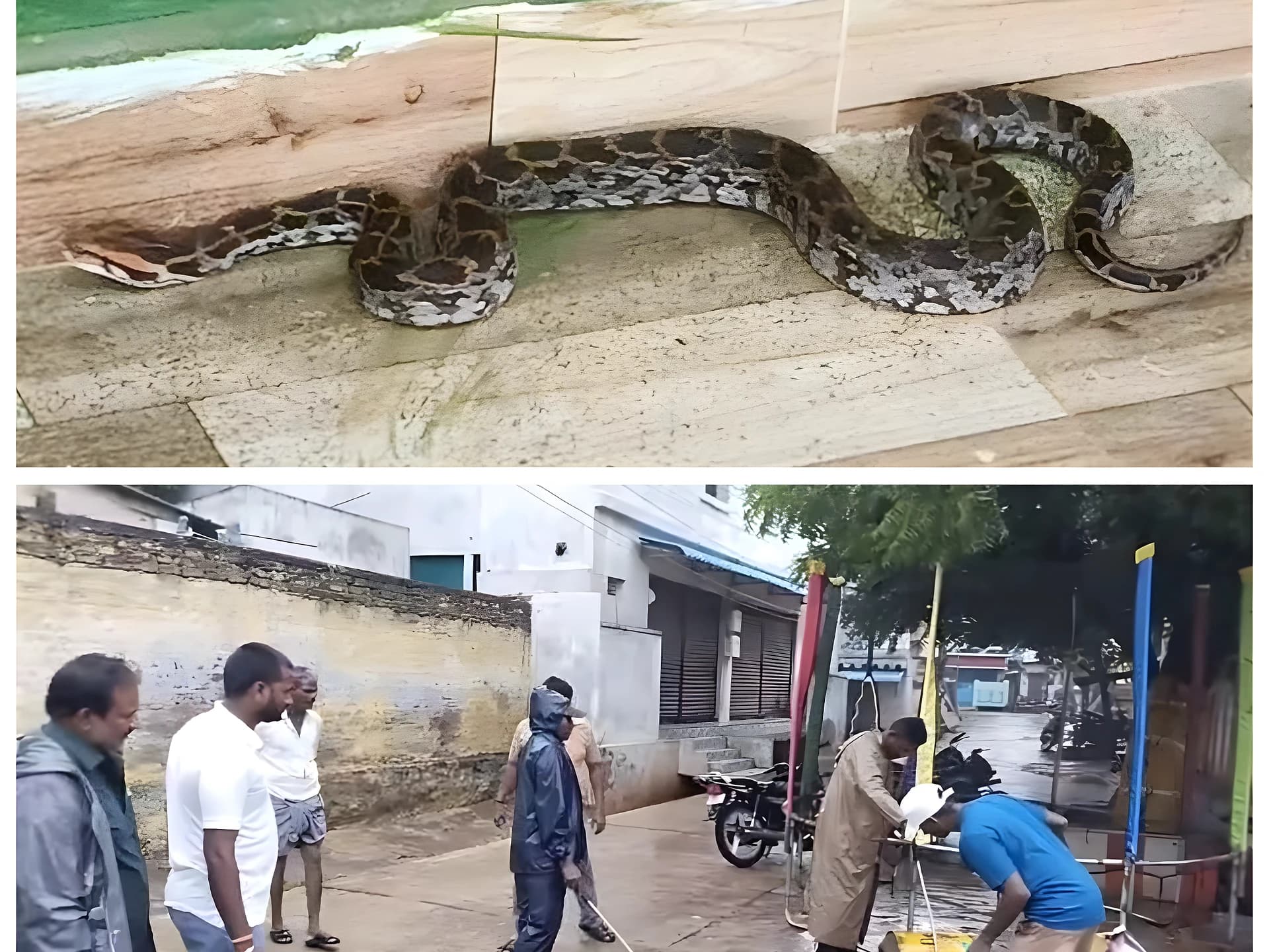 జనావాసాల్లోకి కొండచిలువ.. సురక్షితంగా రక్షణ!
