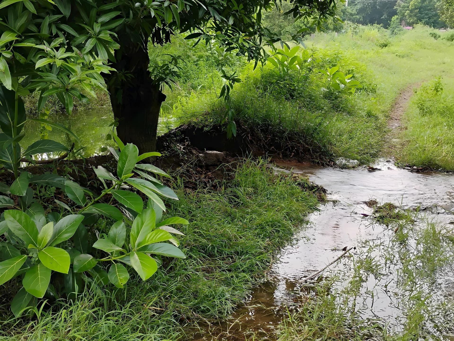 ఆఫీసర్ల నిర్లక్ష్యం.. రైతు పంట నష్టం