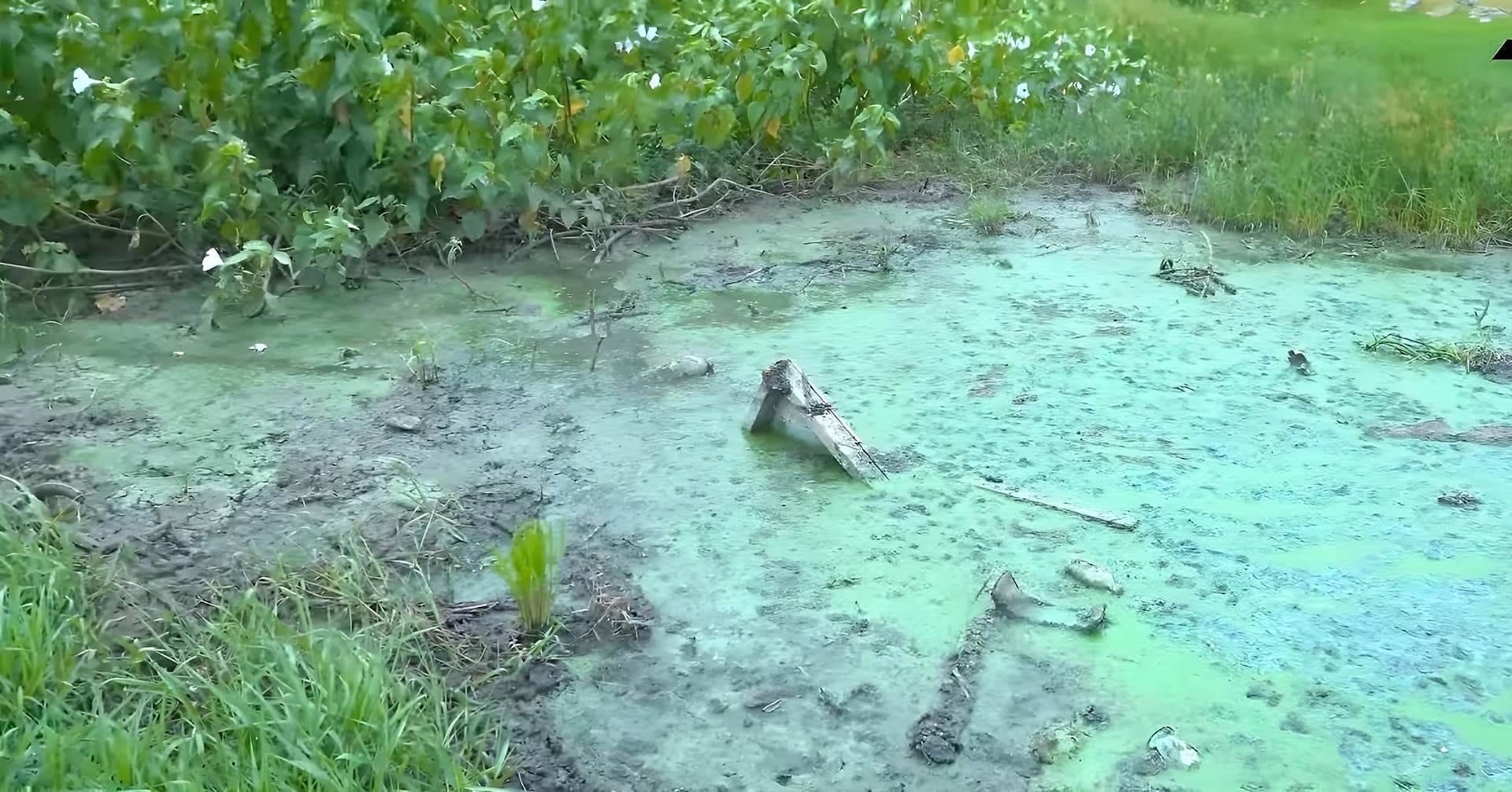 ఫార్మా కెమికల్స్తో చెరువులో చేపల మృతి🐟