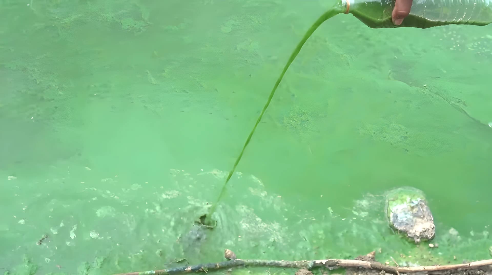 ఫార్మా కెమికల్స్తో చెరువులో చేపల మృతి🐟