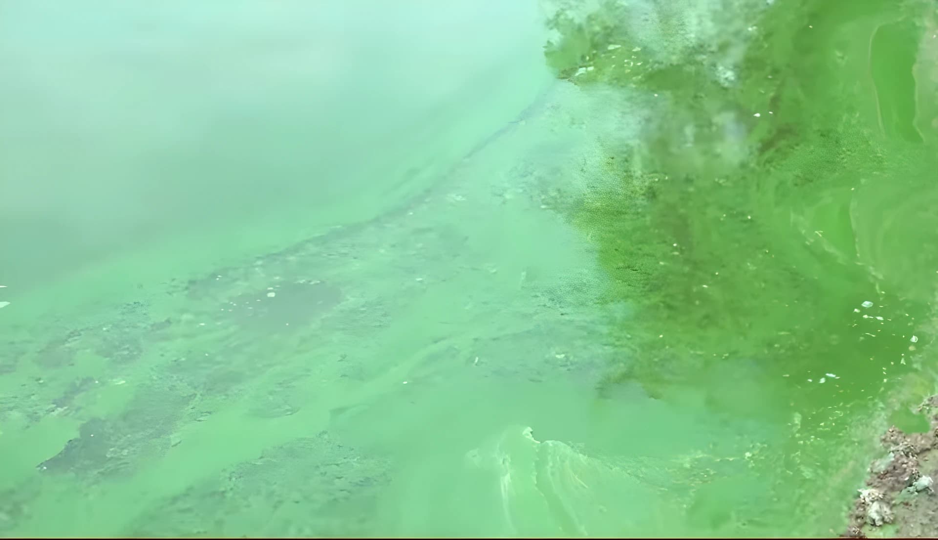 ఫార్మా కెమికల్స్తో చెరువులో చేపల మృతి🐟