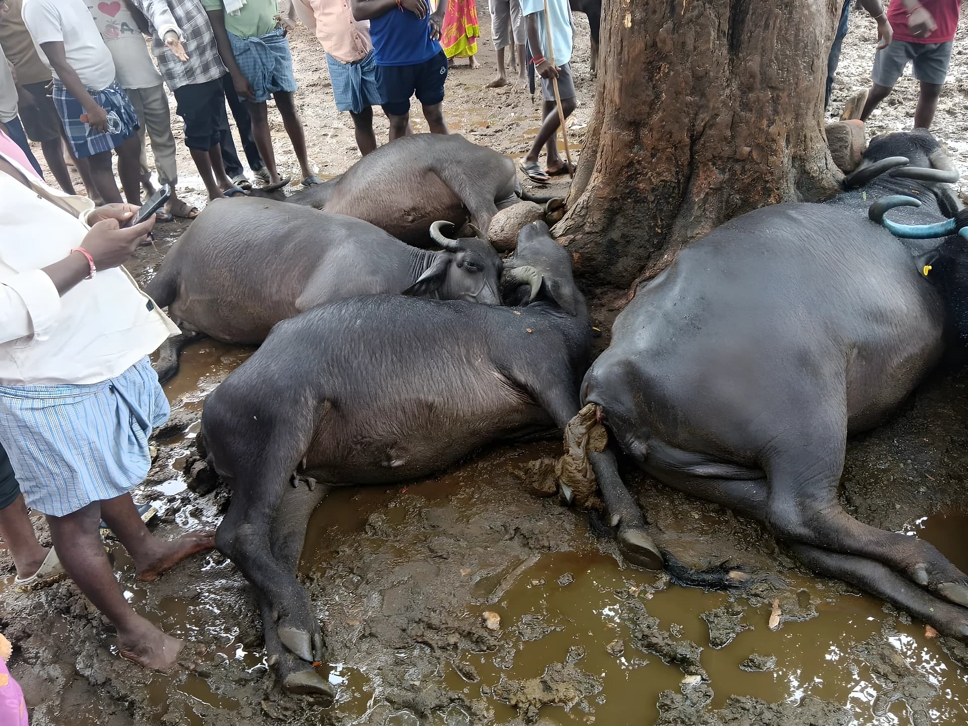 పిడుగుపడి ఆరు గేదెలు మృతి