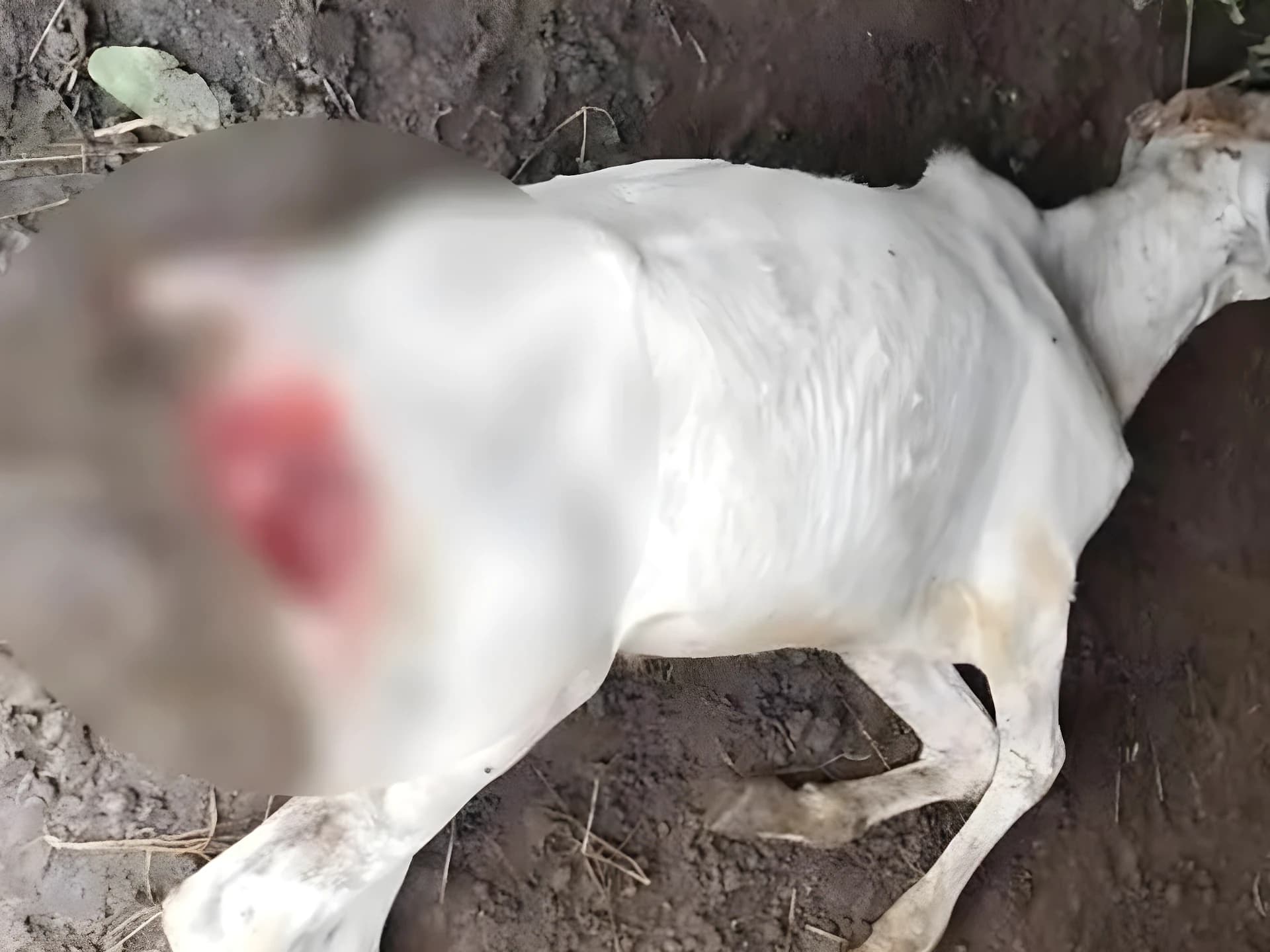 ఆవుపై చిరుత అటాక్.. బెంబర్ లో టెన్షన్!
