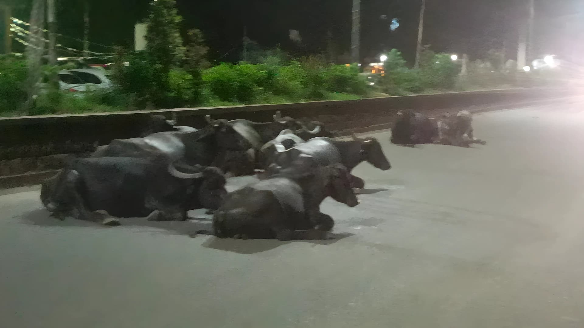 రాత్రి వేళ రోడ్లపై పశువులు.. ప్రమాదాల ముప్పు
