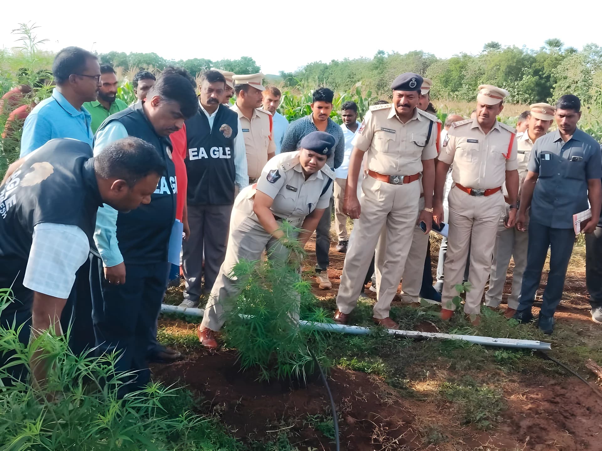 పంట మాటున గంజాయి సాగు