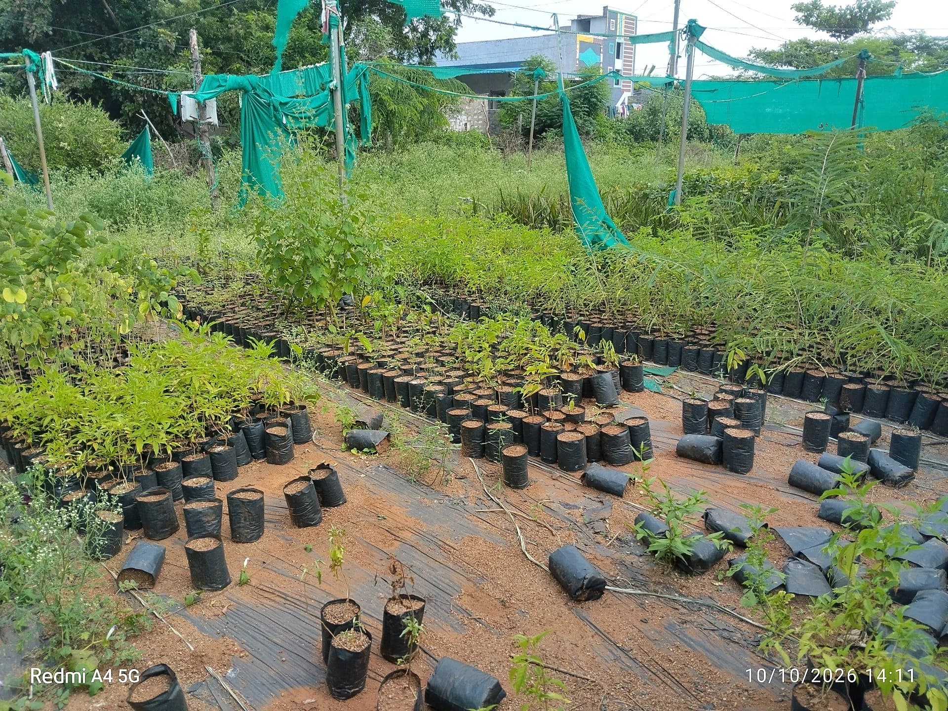 నర్సరీలకే పరిమితమైన పచ్చదనం
