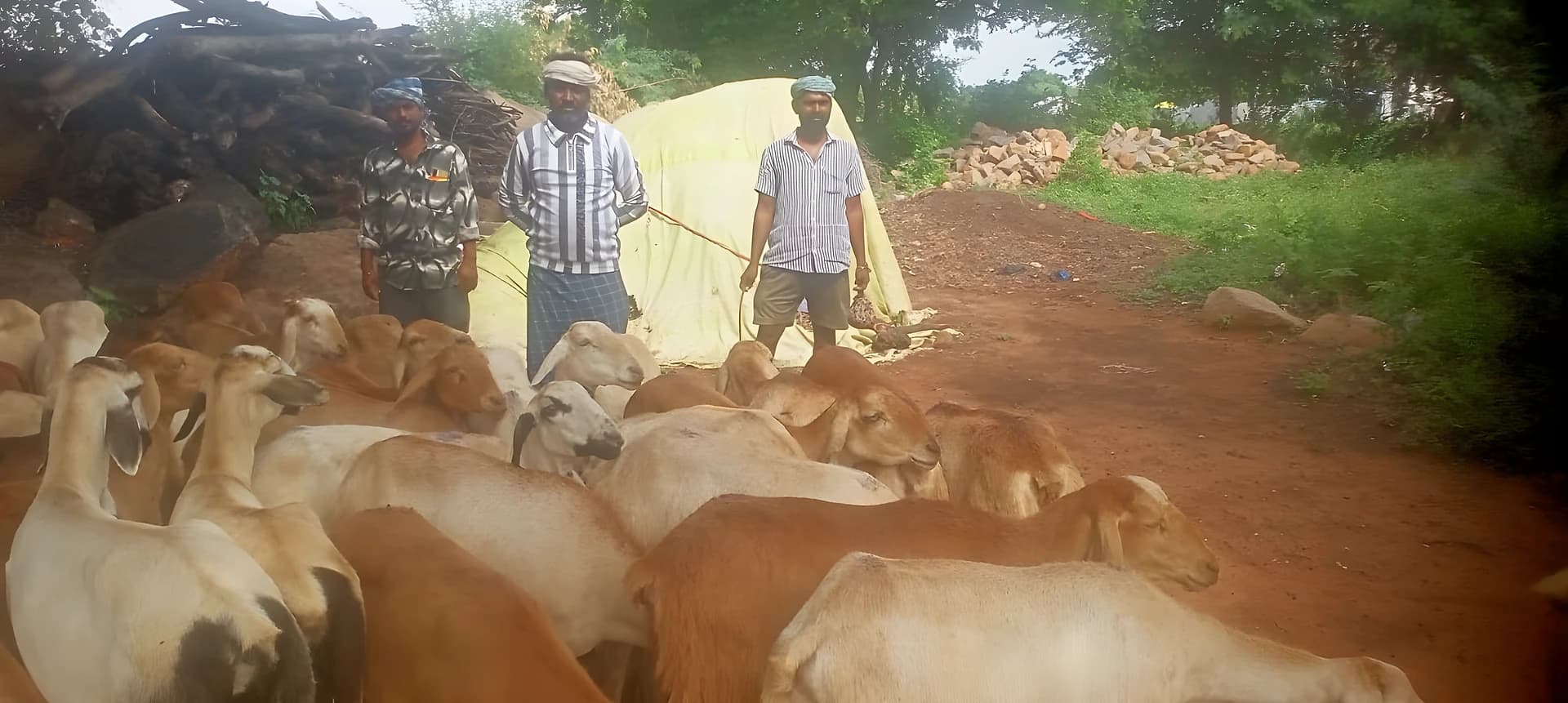 కపటిలో పశువులకు వైద్యం కరువు.. రైతుల ఆవేదన